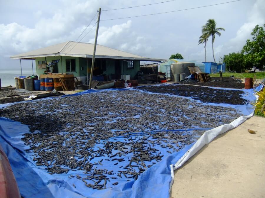 Sea cucumbers drying in the sun, Haapai, Tonga