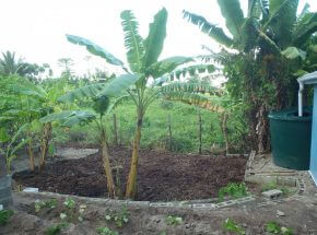 Pulaka pit demonstration site, Funafuti