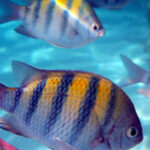 A school of Sergeant Major fish in the British Virgin Islands