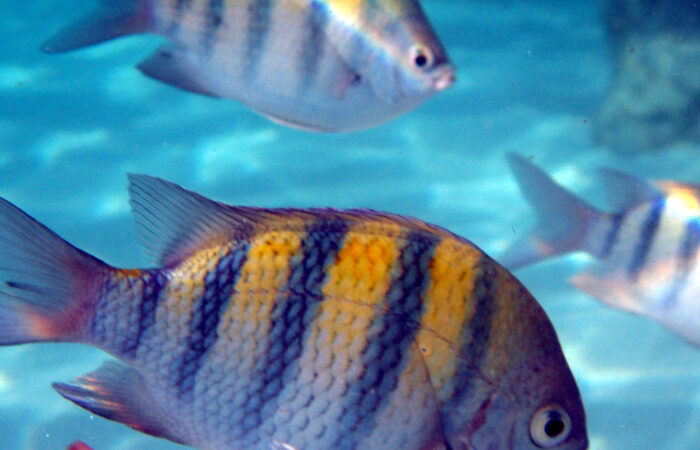 A school of Sergeant Major fish in the British Virgin Islands