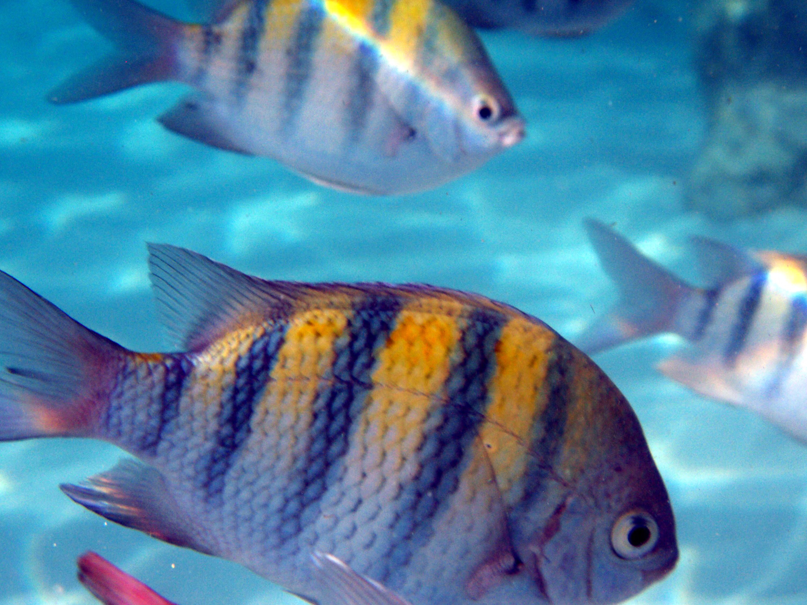 A school of Sergeant Major fish in the British Virgin Islands