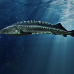 Critically Endangered Beluga Sturgeon